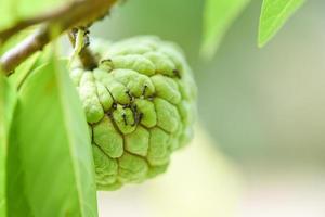 black ant on the sugar apple or custard apple on tree in the garden tropical fruit nature green background - Annona sweetsop photo