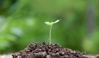 Young plant growth on neutral green with light in the morning - Agriculture new plant seeding growing on soil in the garden photo