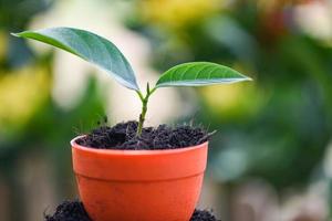 growing plant planting flowers in pot with soil on nature green garden background photo