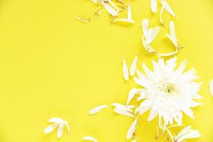 White chrysanthemum flower on yellow background photo