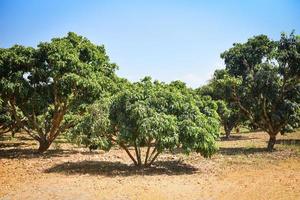 Árbol de longan en la agricultura asiática - frutas tropicales de longan en el jardín de verano foto