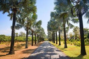 Pasarela con palmera en el verano tropical - camino y palmera decoran el jardín y la hoja verde foto