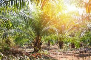 Plantación de palmeras en la agricultura asiática - aceite de palma de árbol creciendo frutas tropicales en el jardín de verano foto