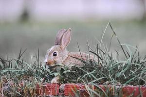 El conejito conejo marrón sobre la hierba verde - concepto de pascua de conejo foto