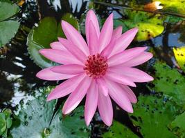 The pink blossom lotus The pink blossom flower photo