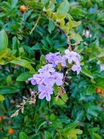 The blossom colorful flowers and plants in the garden and forest photo