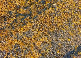 The falling yellow flowers on the ground in Autumn photo