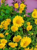 la flor flores de colores y plantas en el jardín y el bosque foto