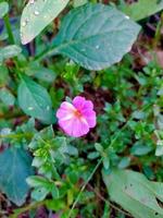 The blossom colorful flowers and plants in the garden and forest photo