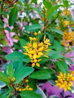 la flor flores de colores y plantas en el jardín y el bosque foto