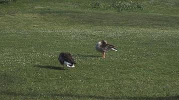 Pair Of Ducks Standing On Grass Cleaning Their Feathers video