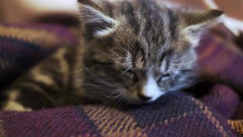 schattig tabby kitten in slaap met hoofd nestelde zich op deken. close-up, afgesloten video