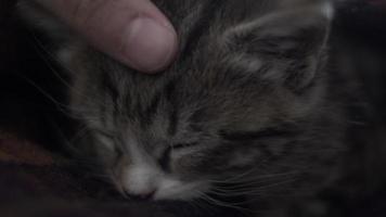 gatito atigrado dormido con el dueño usando el dedo para acariciar la cabeza. de cerca, encerrado