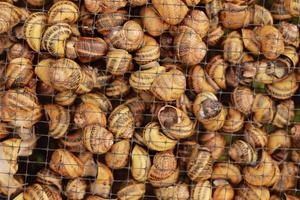 Snail farm. Industrial cultivation of edible mollusks of the species Helix aspersa muller or Cornu aspersum. photo