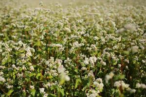 blooming buckwheat and blue sky background. Buckwheat field during flowering. Growing buckwheat in the farm photo