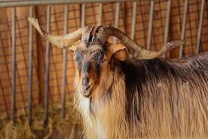 beautiful mountain goat. Mountain ram portrait. Mountain goat with big horns in zoo photo