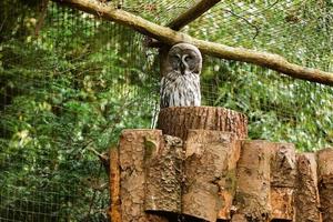 the great grey owl or great gray owl, Strix nebulosa, documented as the world's largest species of owl by length , it is shown here perched on a post in an unusual pose looking back photo