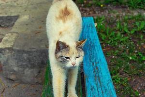 homeless stray cat sitting on the street photo