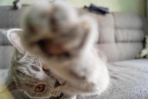 little kitten sits on the couch and looks into the camera lens while playing. selective focus photo