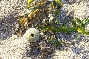 Natural background with algae on the sand photo