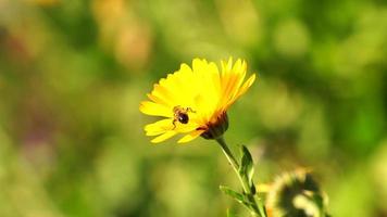 Caléndula macro con una abeja en una flor foto