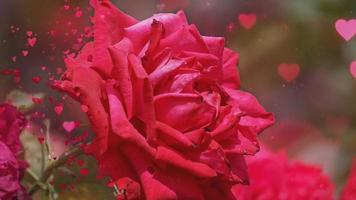 cinemagraph de fondo romántico con rosas rojas
