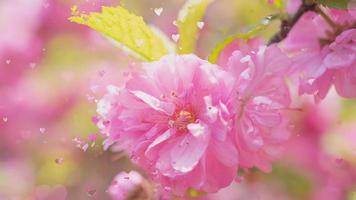 cinemagraph delicate pink background with romantic hearts photo