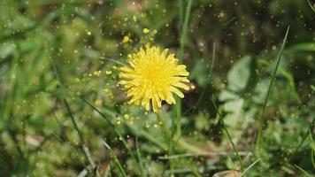 natural background with a dandelion on a green background with moving particles photo