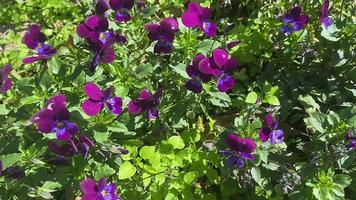 Fondo floral natural con violetas moradas. foto