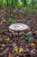 fotografía al tema hermoso hongo amanita muscaria en el bosque