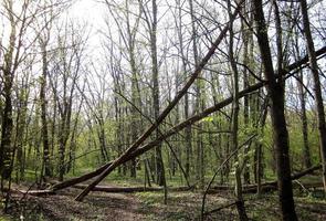 Beautiful photo shows an old broken tree