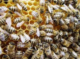 La estructura hexagonal abstracta es un panal de abejas de la colmena.