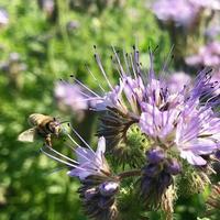 la abeja alada vuela lentamente a la planta, recolecta el néctar de la miel en el colmenar privado de la flor foto