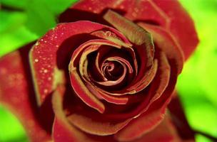 flor floreciente rosa con hojas verdes, naturaleza viva natural, flora de ramo de aroma inusual