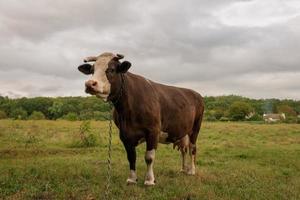 fotografía sobre el tema hermosa gran vaca lechera pasta foto