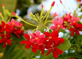 flor floreciente con hojas, naturaleza viva natural, flora de ramo de aroma