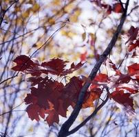 Beautiful living tree with lot of leaves on branches protrude from wooden plant photo