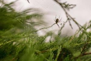 Fotografía al tema gran araña atigrada en la telaraña de rocío foto