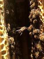 Natural hexagonal honeycomb from bee hive filled photo