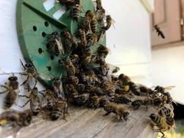 abeja alada vuela lentamente al panal recolecta néctar para miel en colmenar privado foto