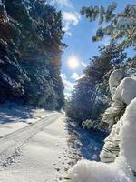 Fotografía sobre tema bosque nevado de invierno, hermosa puesta de sol brillante foto
