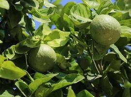 Bunches of fresh green ripe lime on lime tree branches in citrus garden photo