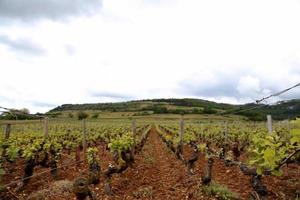 Viñedos de uva inmadura al atardecer en la cosecha de otoño foto