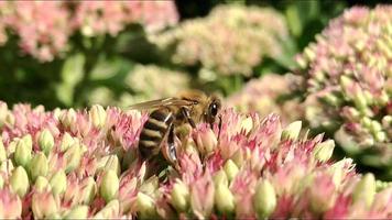 Winged bee slowly flies to the plant, collect nectar for honey on private apiary from flower photo