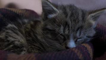 fofo gatinho malhado dormindo com a cabeça aninhada no cobertor. fechar, trancado
