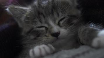 lindo gatito atigrado moviéndose en el regazo abrazado en una manta. de cerca