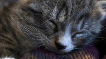 Close up retrato de lindo gato atigrado dormido sobre una manta. bloqueado
