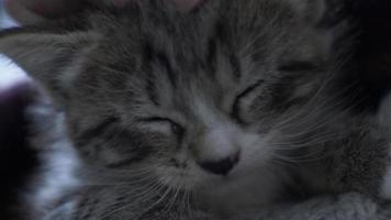 Cute Tabby Kitten Getting Head Stroked. Close Up video