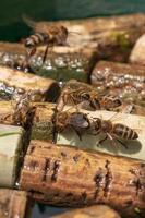 abeja alada vuela lentamente hacia los corchos, recolecta néctar para obtener miel