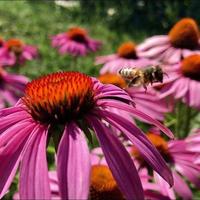 Winged bee slowly flies to the plant, collect nectar for honey on private apiary from flower photo
